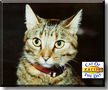 Kallie, the Cat of the Day