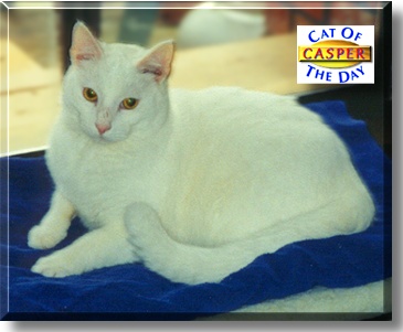 Casper, the Cat of the Day