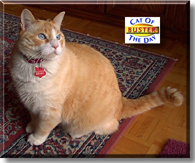 Buster, the Cat of the Day