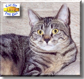 Lulu, the Cat of the Day
