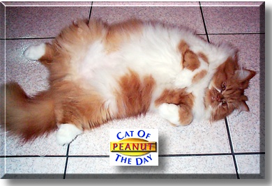 Peanut, the Cat of the Day