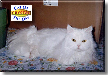 Crystal, the Cat of the Day