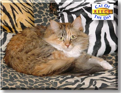 Reece, the Cat of the Day