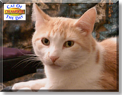 Creamsicle, the Cat of the Day