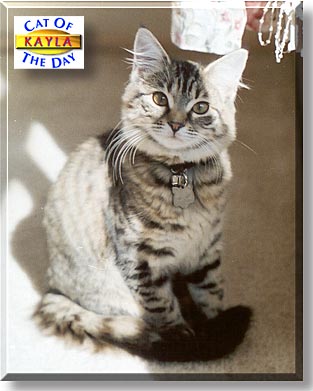 Kayla, the Cat of the Day