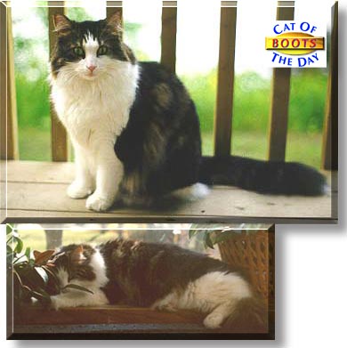 Boots, the Cat of the Day