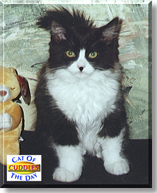 Cuddles, the Cat of the Day