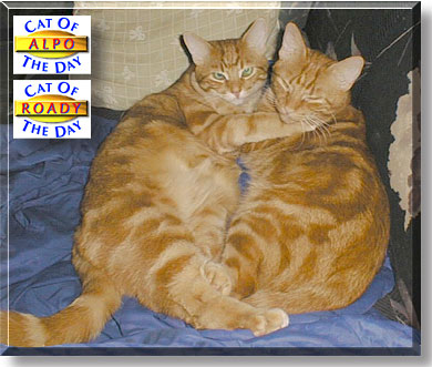 Alpo, Roady, the Cat of the Day