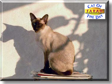 Farah, the Cat of the Day