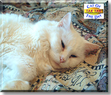 Tak Tak, the Cat of the Day