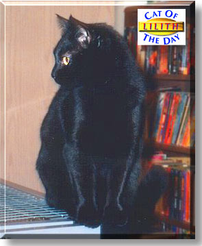 Lilith, the Cat of the Day