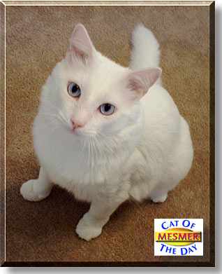 Mesmer, the Cat of the Day