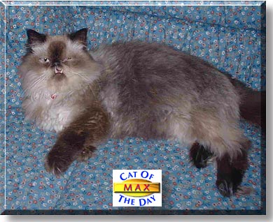 Max, the Cat of the Day