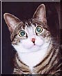 Whiskers