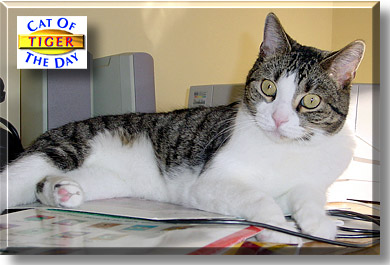 Tiger, the Cat of the Day