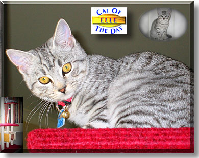 Elle, the Cat of the Day