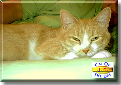 Jacques-Cousteau, the Cat of the Day