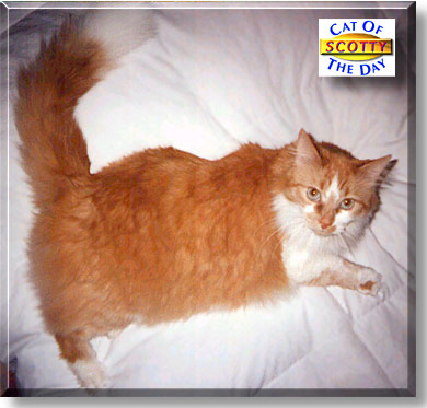 Scotty, the Cat of the Day