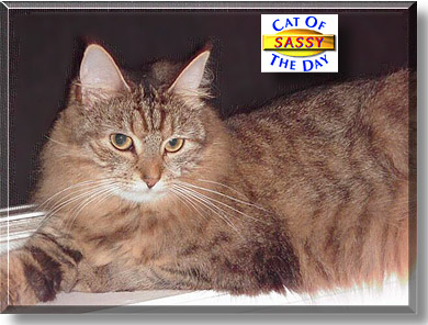 Sassy, the Cat of the Day