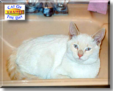 Vanyel, the Cat of the Day