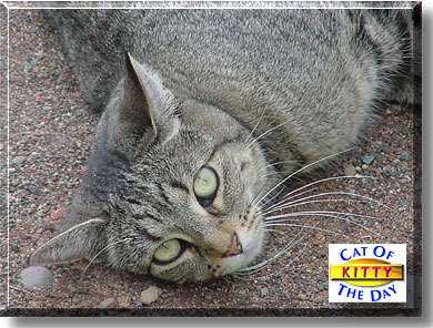 Kitty, the Cat of the Day