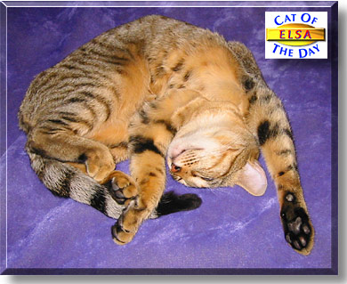 Elsa, the Cat of the Day