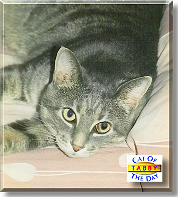 Tabby, the Cat of the Day