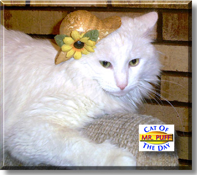 Mr. Puff, the Cat of the Day