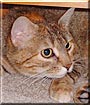 Kit Kat