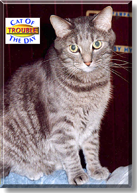 Trouble, the Cat of the Day