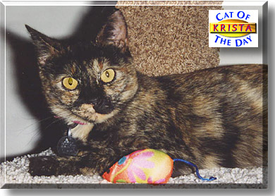 Krista, the Cat of the Day