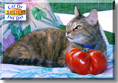 Sheila, the Cat of the Day