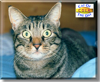 Cola, the Cat of the Day