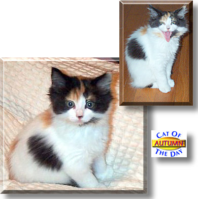 Autumn, the Cat of the Day