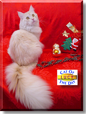 Lucy, the Cat of the Day