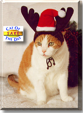 Sake, the Cat of the Day