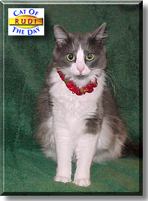 Rudi, the Cat of the Day