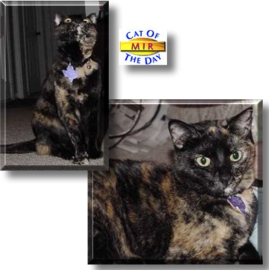 Mir, the Cat of the Day