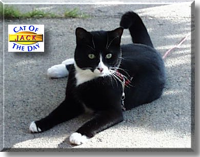 Jack, the Cat of the Day