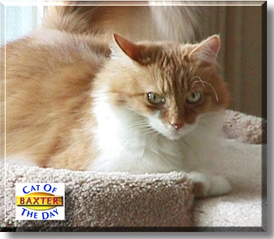 Baxter, the Cat of the Day