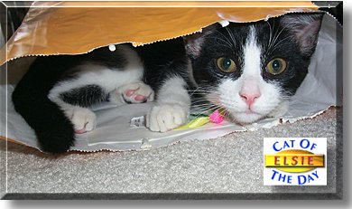 Elsie, the Cat of the Day