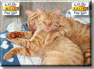 Mele, Kaliki, the Cat of the Day