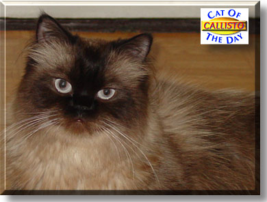 Callisto, the Cat of the Day