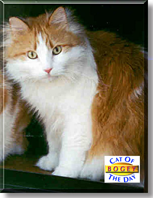 Bogey, the Cat of the Day
