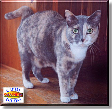 Samantha, the Cat of the Day