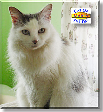 Marla, the Cats of the Day