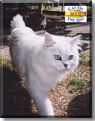 Meg, the Cat of the Day