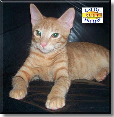 Rudy, the Cat of the Day
