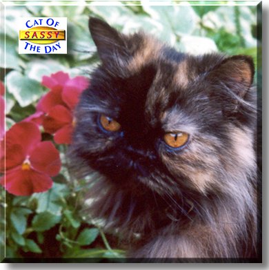 Sassy, the Cat of the Day