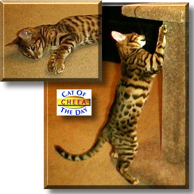 Cheea, the Cat of the Day